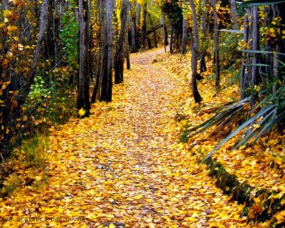 autumn leaves