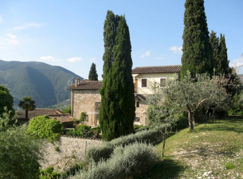 Olive grove