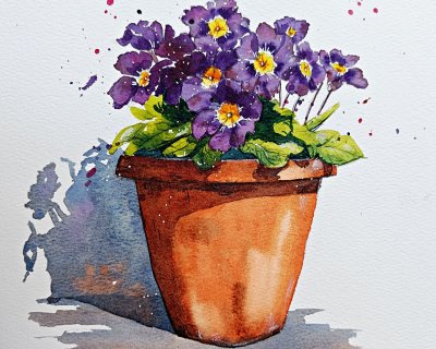 Violet primroses