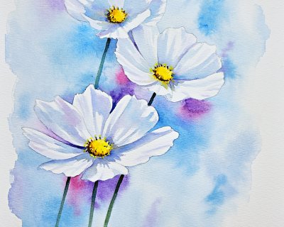 White cosmos