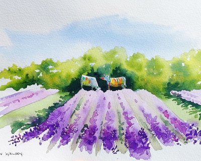 Lavender field