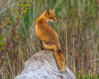 Paint a fox