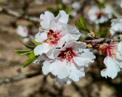 Almond Blossoms