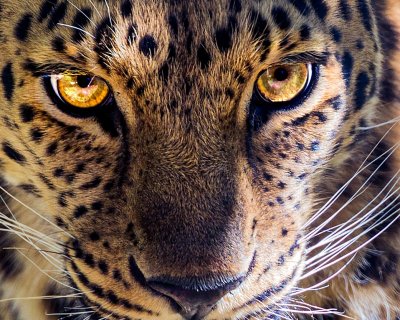 Leopard