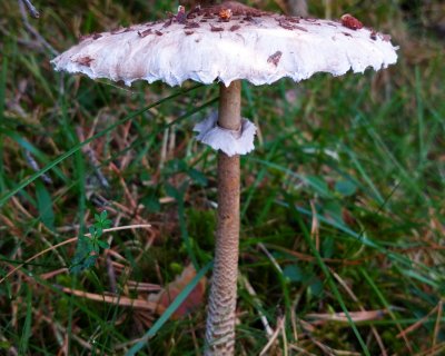 White mushroom