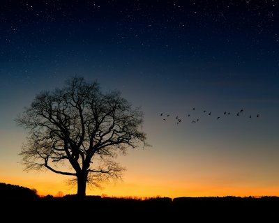 Tree silhouette
