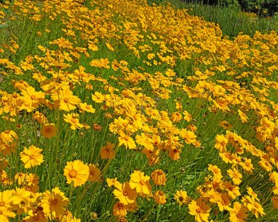 Coreopsis