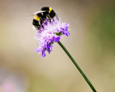 Bumblebee