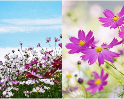 Cosmos flowers