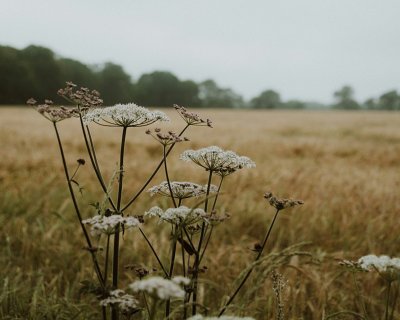 Cow parsley
