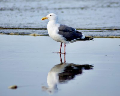 A seagull & his reflection