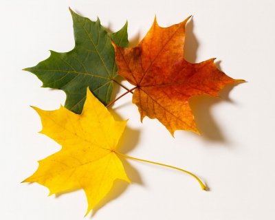 Autumn Leaves