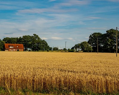 Wheat field