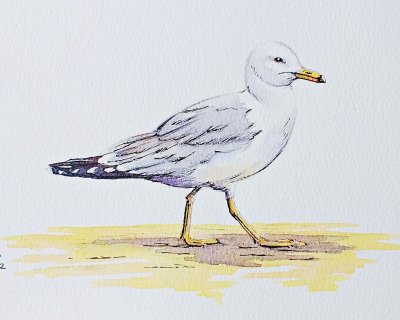 Seagull