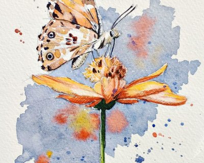 Butterfly on a cosmos flower