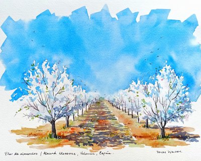 Blossoming almond orchard