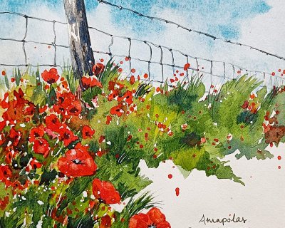 Red poppies