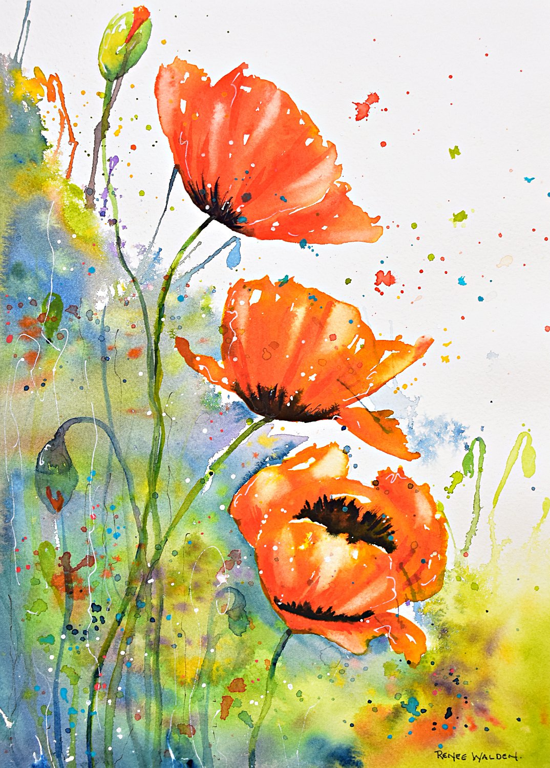 Red poppies