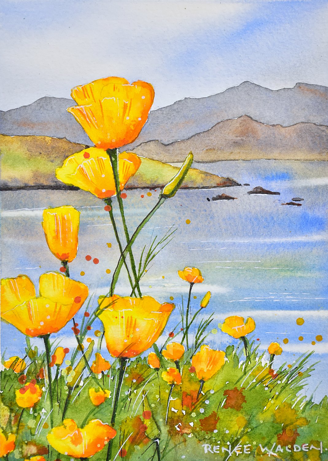 California Poppies, Lake Hawea