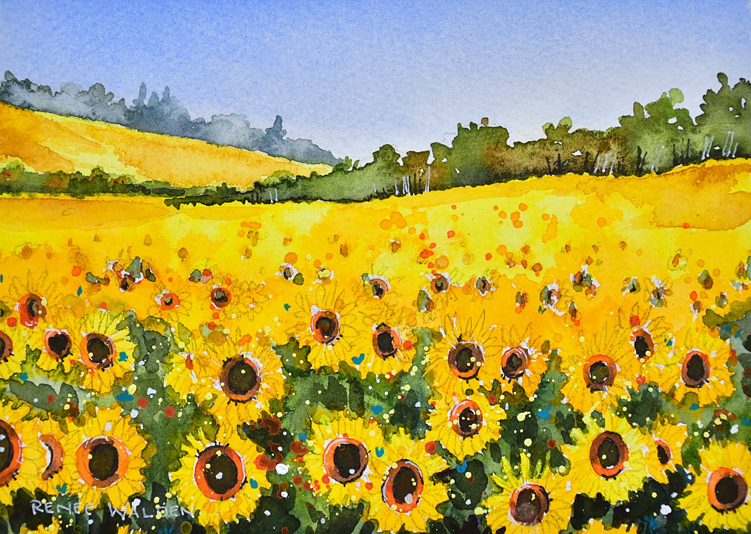 Sunflower field