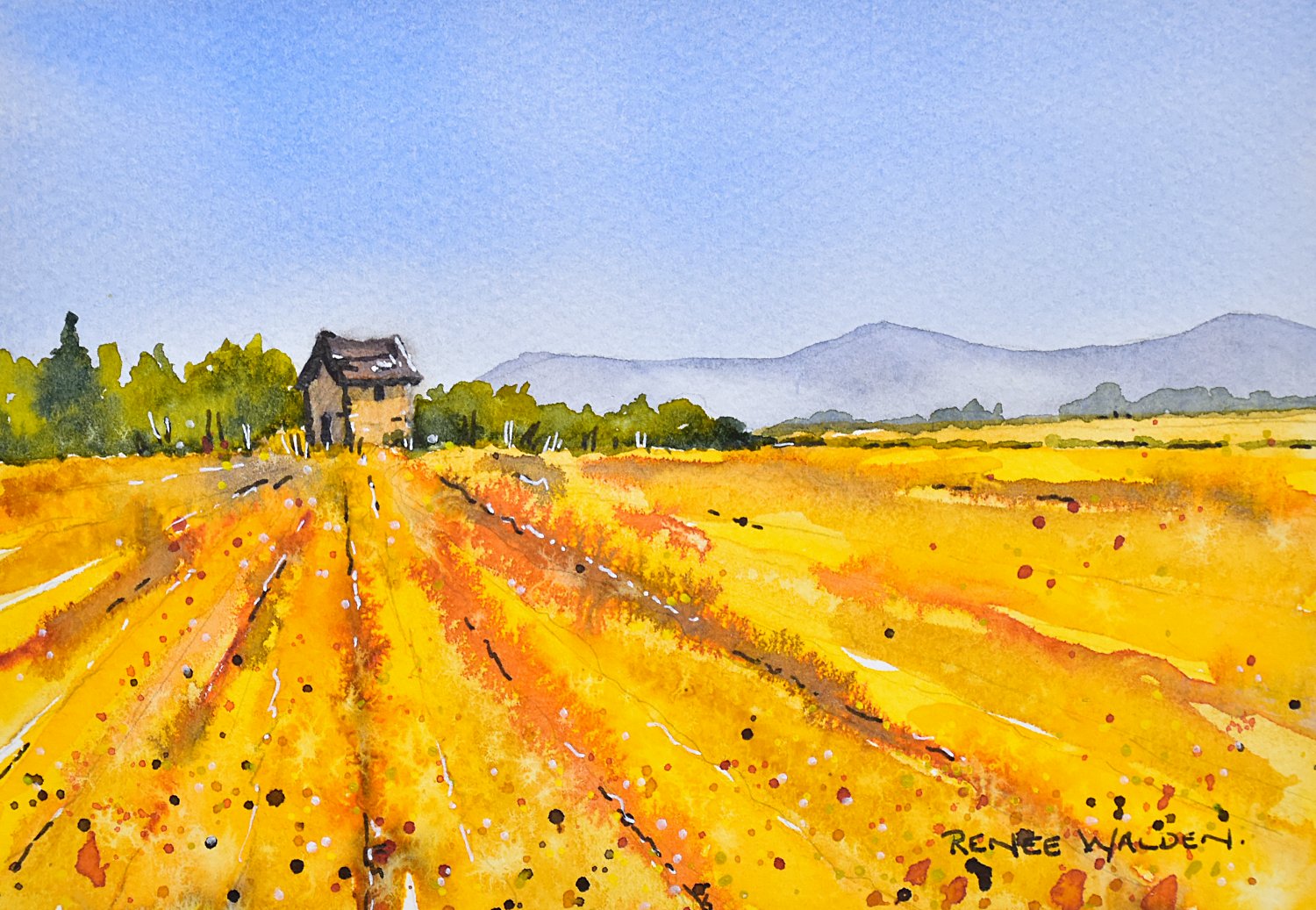 Ready for harvest