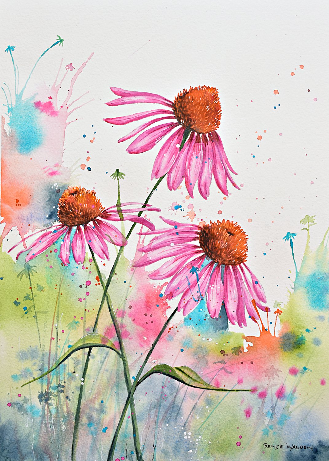 Pink Coneflowers