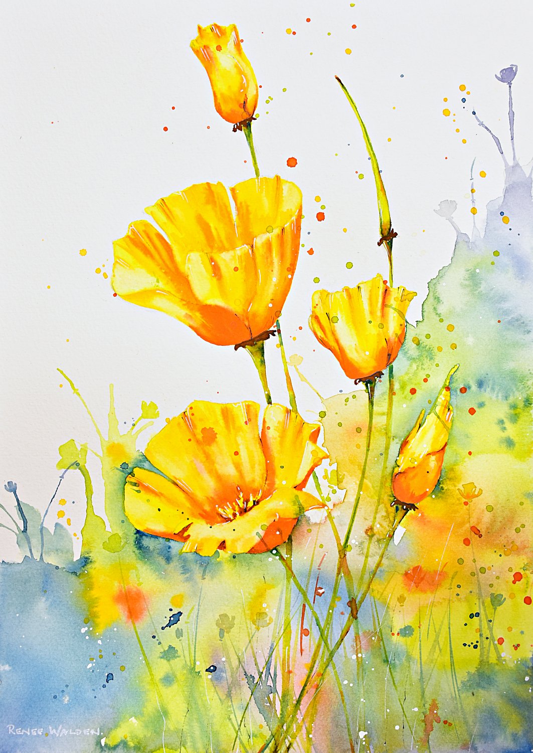 Californian Poppies