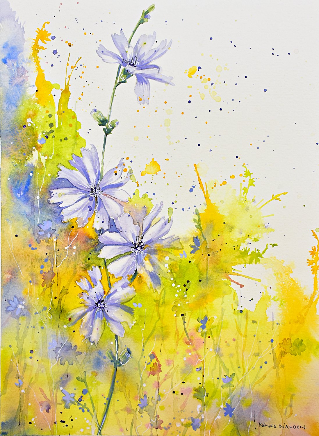 Chicory